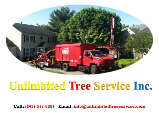 Tree Services in Baltimore - Tree Removal & Stump Removal.jpg